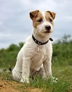 Image 34Jack Russell Terrier puppy (from Puppy)