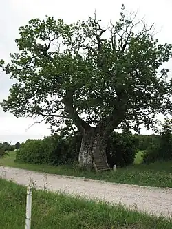 Large oak tree on the side of a road
