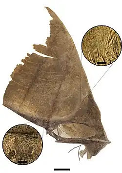 Tupandactylus imperator skull