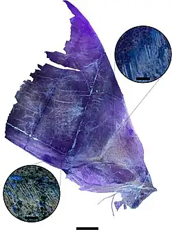 Tupandactylus imperator skull under UV light