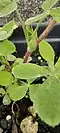 Pubescent stem, stipule, and petioles