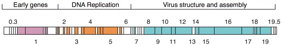 Schematic view of the phage T7 genome. Boxes are genes, numbers are gene numbers. Colors indicate functional groups as shown. White boxes are genes of unknown function or without annotation. Modified after [6]