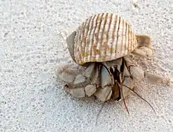 A crab from the Coenobitidae family