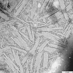 Image 27Wendell Stanley's crystallization of tobacco mosaic virus as a pure nucleoprotein in 1935 convinced many scientists that heredity might be explained purely through physics and chemistry. (from History of biology)