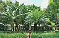 TSC of BMU.