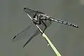 Immature male