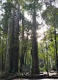 Hopea odorata, Ta-khian trees, by Na Mueang Waterfalls, Koh Samui, Thailand.