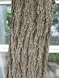 Trunk