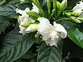 Ornamental pinwheelflower (T.&nbsp;divaricata) cv. 'Plena'