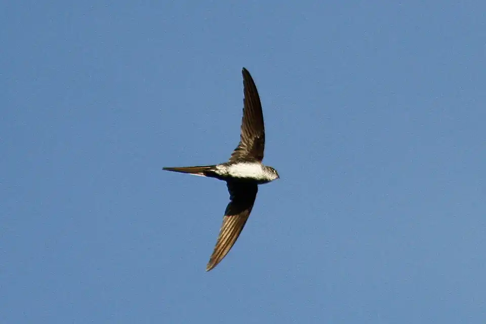 Fork-tailed palm swift (Tachornis squamata)