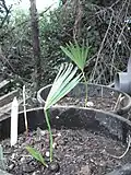 Seedlings of Tahina spectabilis in cultivation
