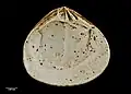 Underside of opposite shell