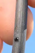 Size reference with tip of finger