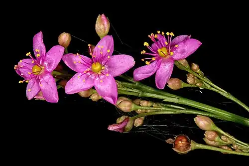 Talinum paniculatum, fameflower