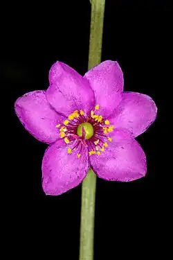 Talinum portulacifolium, fameflower