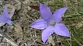 Australian Capital Territory Royal bluebell