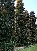 Leaves