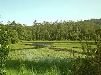 Tallebudgera Creek Dam, 2015