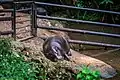 Pygmy hippopotamus