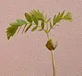 Seedling