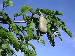 Leaves and fruit pod