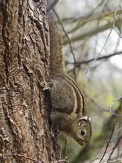 Brown squirrel