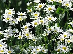 Tanacetum balsamita