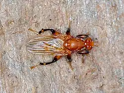A robust orange fly with black and orange legs standing on wood