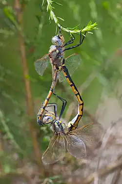 "Mating wheel" of the tau emerald, a related species. The male is on the left.
