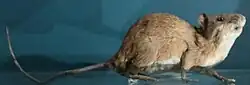 Brown and white rat