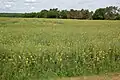 Fallow dominated by charlock