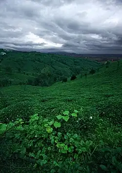 Tea plantation in Gilan, Iran