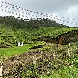 Plantations in Munnar.