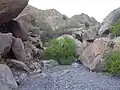 In native habitat