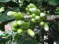 Clusters of flowerbuds arise directly from the stems in autumn or early winter[4]