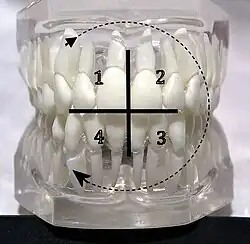 FDI notation: quadrants of the teeth