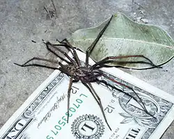 E. atrica can attain a leg span of up to 4&nbsp;in (100&nbsp;mm). This specimen from the USA is approximately 3&nbsp;in (76&nbsp;mm)