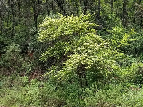 Crataegus mexicana