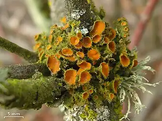 Small fruticose lichen on a twig, with numerous bright orange, disc-shaped fruiting bodies clustered among short, branched lobes