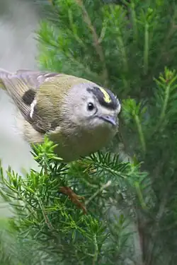 Tenerife goldcrest Regulus regulus teneriffae, Tenerife
