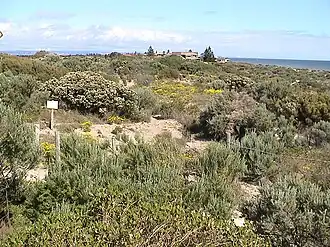 Tennyson Dunes
