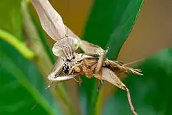 Tenodera sinensis feeding on a cricket