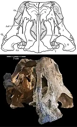 OMNH 58340 front view