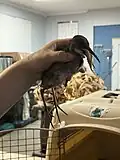 Tern being force fed a fish after being admitted for malnutrition and abandonment.