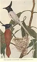 Indian paradise flycatcher
