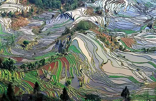A high-angle, panoramic view of a mountainous landscape completely covered by thousands of intricate, curving rice terraces. The fields are primarily filled with water, creating a complex, colorful pattern of silvery-blue reflections, green strips of vegetation, and reddish-brown soil.