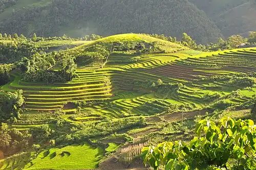 Rice terraces in Sa Pa