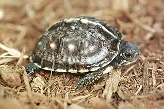 Terrapene carolina carolina (young)