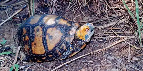 Mexican box turtle (Terrapene mexicana) in the field in southern Tamaulipas, Mexico