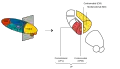 Left thalamus, view from left dorsal posterior